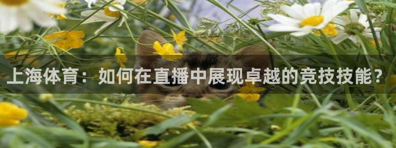 柠檬直播体育nba